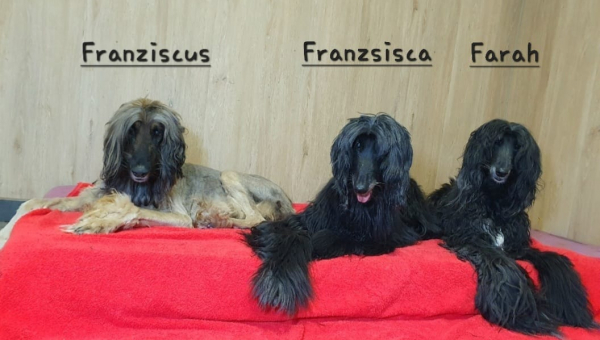 Afghanen-Oldies: Franzisca, Fraziscus & Farah